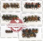 Scientific lot no. 61 Rutelinae (33 pcs)