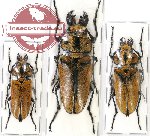 Scientific lot no. 1 Trictenotomidae (3 pcs)
