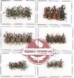 Scientific lot no. 236A Curculionidae (29 pcs - 5 pcs A2)