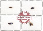 Scientific lot no. 43A Buprestidae (Coomaniela spp.) (5 pcs)