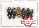 Scientific lot no. 44 Buprestidae (5 pcs A-, A2)