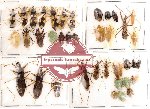 Scientific lot no. 46 Heteroptera (40 pcs A, A-, A2)