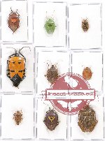 Scientific lot no. 343 Heteroptera (Pentatomidae) (9 pcs - 1 pc A2)