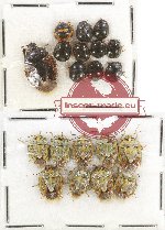 Scientific lot no. 312 Heteroptera (20 pcs)