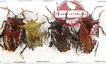 Scientific lot no. 351 Heteroptera (Pentatomidae) (4 pcs A2)