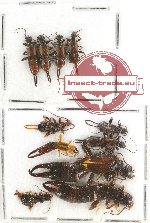 Scientific lot no. 16 Dermaptera (11 pcs A, A-, A2)