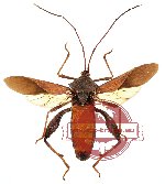 Coreidae sp. 6 (SPREAD)