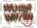Scientific lot no. 19 Dermaptera (20 pcs A, A-, A2)