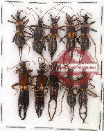 Scientific lot no. 22 Dermaptera (10 pcs A1, A2)