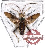 Coreidae sp. 12 (SPREAD)