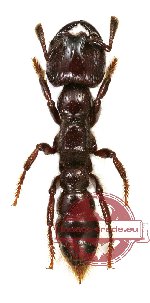 Formicidae sp. 42 (wood species) (5 pcs)