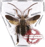 Coreidae sp. 13 (SPREAD)