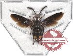 Scoliidae sp. 17 (5 pcs)