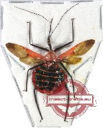 Reduvidae sp. 13A (SPREAD) (5 pcs)