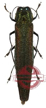 Agrilus lubopetri Jendek, 2000 (5 pcs)