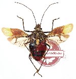 Heteroptera sp. 13 (SPREAD)