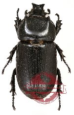 Ceratoryctoderus candezei