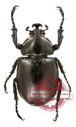 Xylotrupes socrates tonkinensis