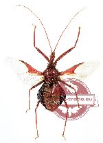 Reduvidae sp. 4 (SPREAD)