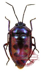 Scutellarinae sp. 7