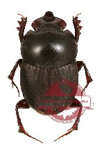 Onthophagus sp. 9 (5 pairs)