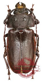 Olethrius tyrannus salomonum