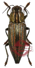 Cyphogastra (s.str.) farinosa (A2)