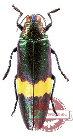 Chrysochroa sp. 1