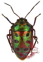 Scutellarinae sp. 11 (A2)