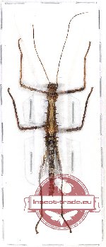 Phasmidae sp. 68A (Erinaceophasma vepres - nymph) (A-)