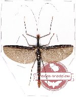 Phasmidae sp. 64A (A-)