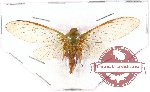 Cicadidae sp. 50 (A-)