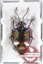 Scutellarinae sp. 15