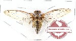 Cicadidae sp. 49 (A2)