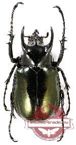 Chalcosoma atlas ssp. ?