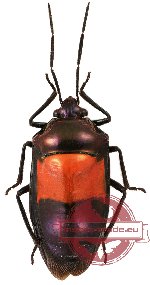 Scutellarinae sp. 18