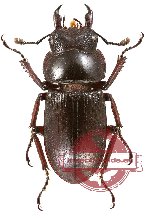 Dorcus vernicatus itoi (A2)