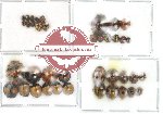 Scientific lot no. 2 Coccinelidae (39 pcs)