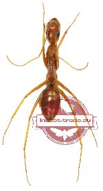 Formicidae sp. 38 (10 pcs)