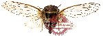 Cicadidae sp. 13 (SPREAD) (A-)