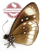 Euploea climena compta