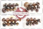 Scientific lot no. 3 Coccinelidae (39 pcs)