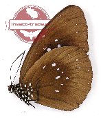 Euploea modesta suavissima (A2)