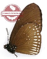 Euploea eyndhovii martina