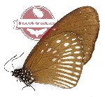 Euploea eyndhovii martina (A2)