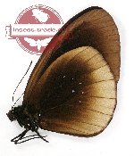 Euploea netscheri