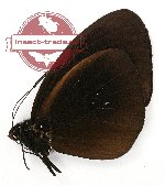 Euploea wallacei catana