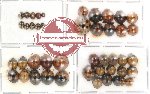 Scientific lot no. 4 Coccinelidae (45 pcs)