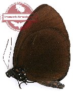 Euploea usipetes usipetes