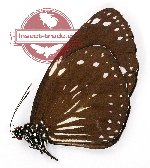 Euploea radamanthus owii